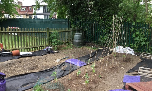 image showing Allotment at Danegrove